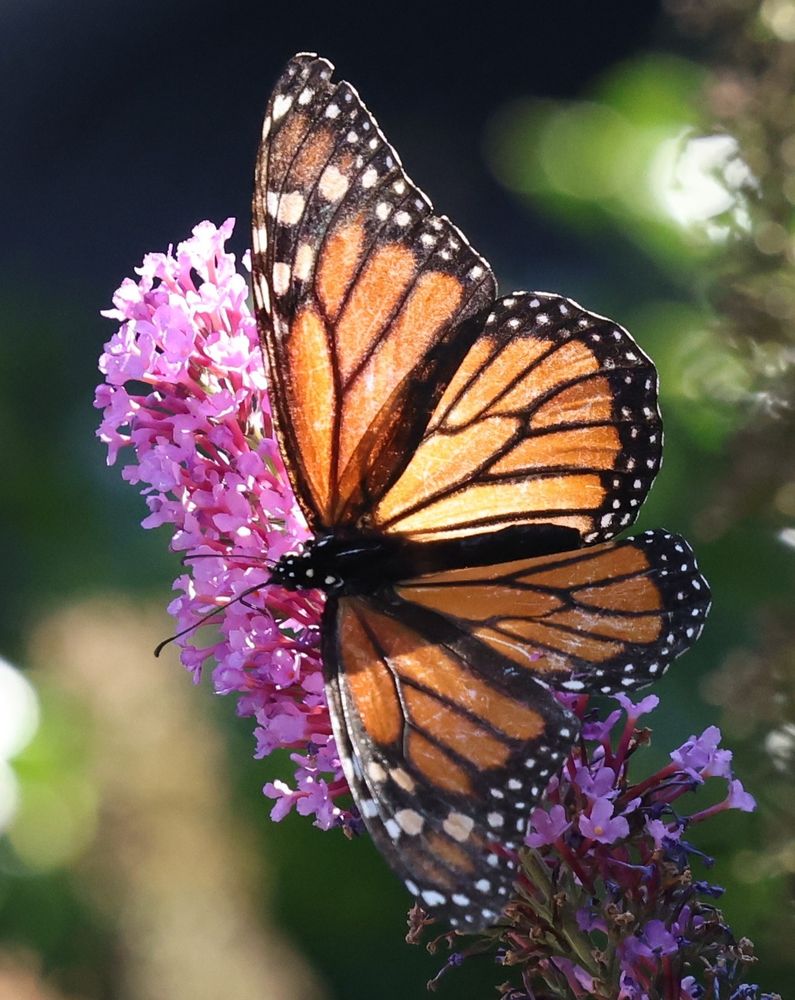On a sunny morning, we see a slightly worse for the wear, orange and black, female Monarch Butterfly on purple Buddleja (Butterfly Bush).
