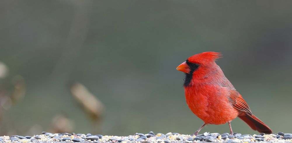A photo of a bright red male Northern Cardinal standing on a ledge scattered with mixed birdseed. His brilliant red plumage glows against a blurred background of muted green and tan.