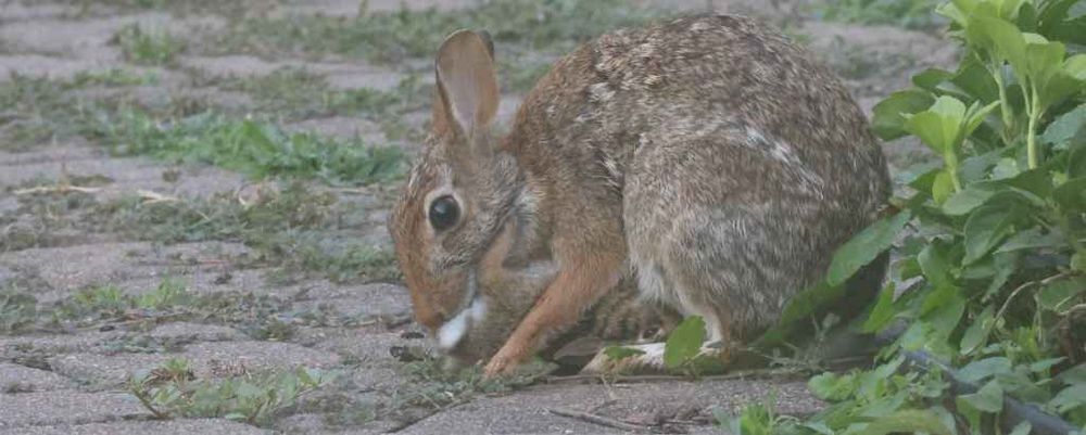 Late afternoon photo of a brown, Eastern Cottontail Rabbit momma grooming her nursing kit on a paved walkway. 