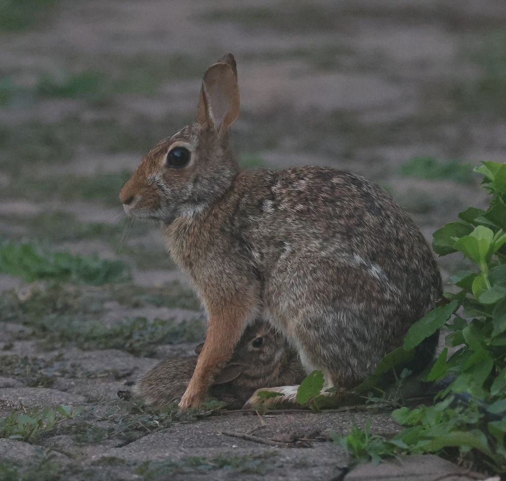 Late afternoon photo of a brown, Eastern Cottontail Rabbit nursing a young kit on a paved walkway. 