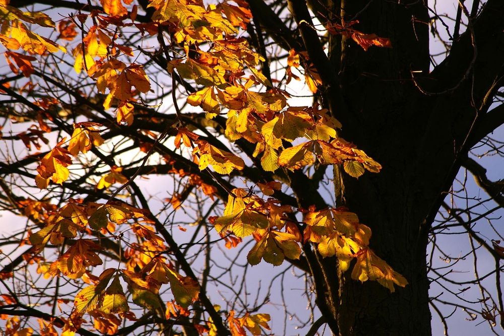 Leaves turning brown on a tree in the autumn.
(Photo: Public Domain)