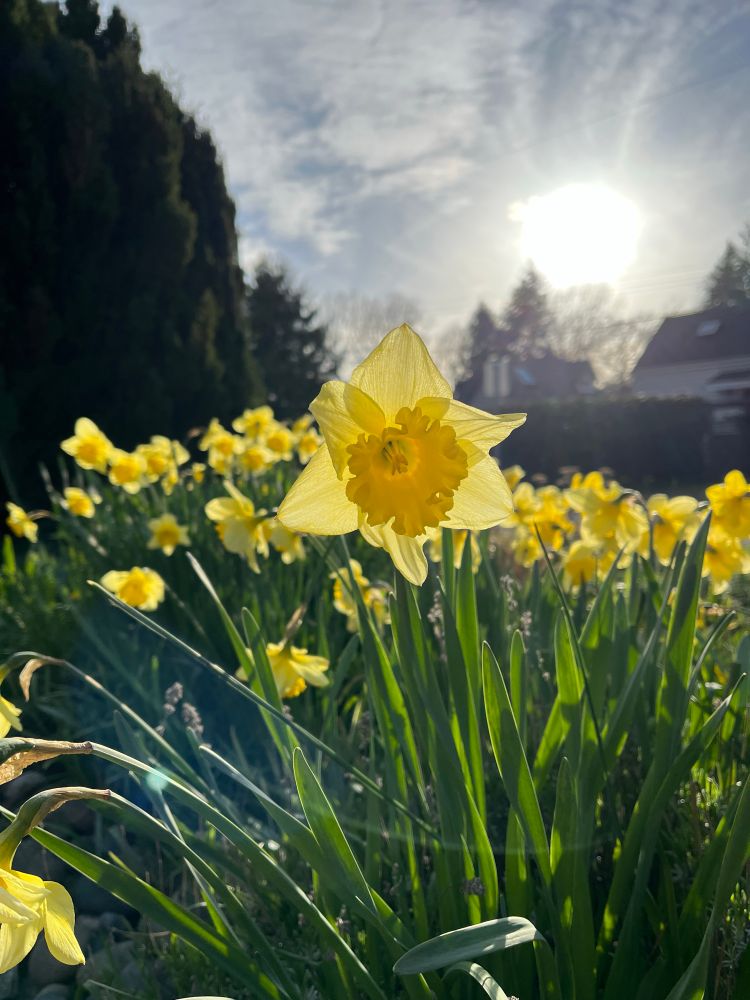 Light streams through the petals of a large patch of yellow daffodils. A daffodil in the centre is facing the camera.