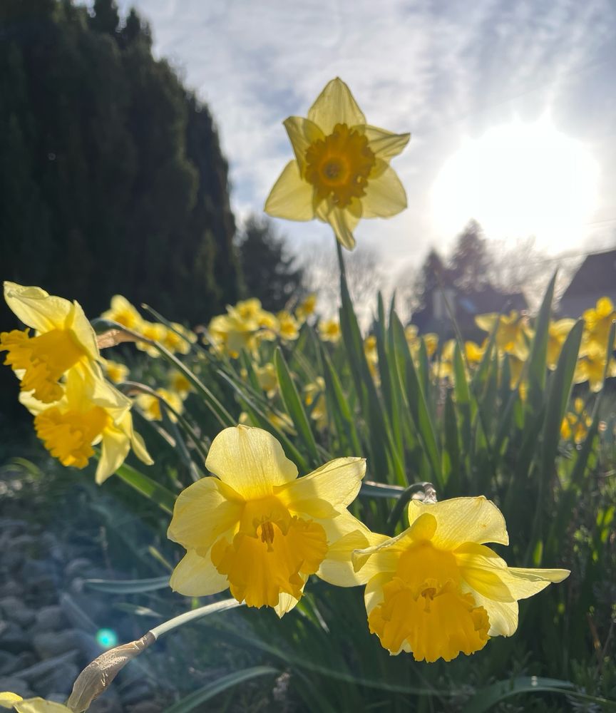 Light streams through the petals of a large patch of yellow daffodils. Camera is looking up at a particular daffodil standing out against the sky