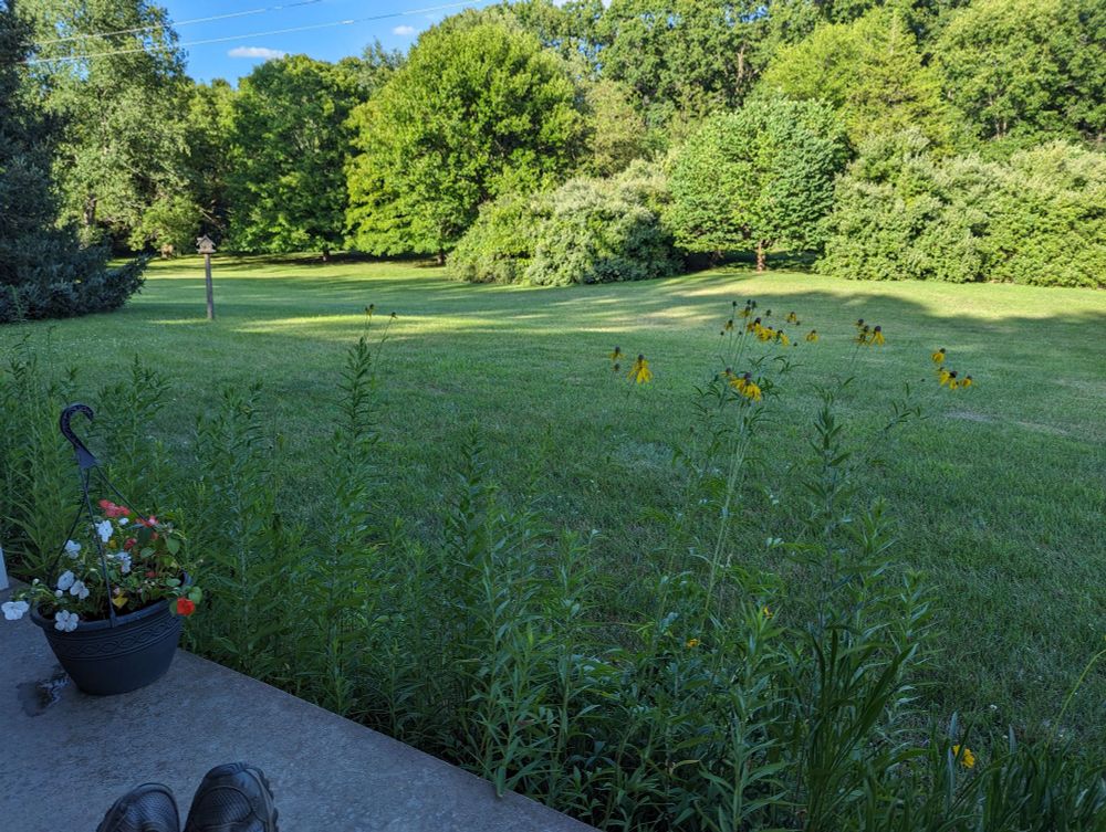Relaxed toes on the front porch, near colorful flowers in a pot, overlooking a wildflower bed in bloom and a mowed lawn backed by green trees and shrubs. It's 77° F with low humidity and a breeze. You can't see the dog, but she's comfortable and on alert.