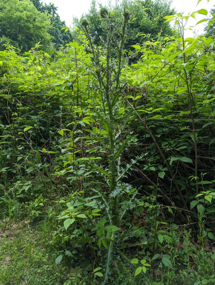 A Monk thistle - a tall green flowering plant, shaped rather like a dandelion, with sharp spiny pickers on every leaf tip and all over its trunk. This one is over five feet tall. The stalk diameter is at least two inches at the base.