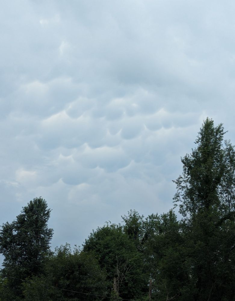 A stormy cloud formation above/behind a row of green-leafed trees. Within the cloud formation are stacked rows of sun gilded horns. What?!