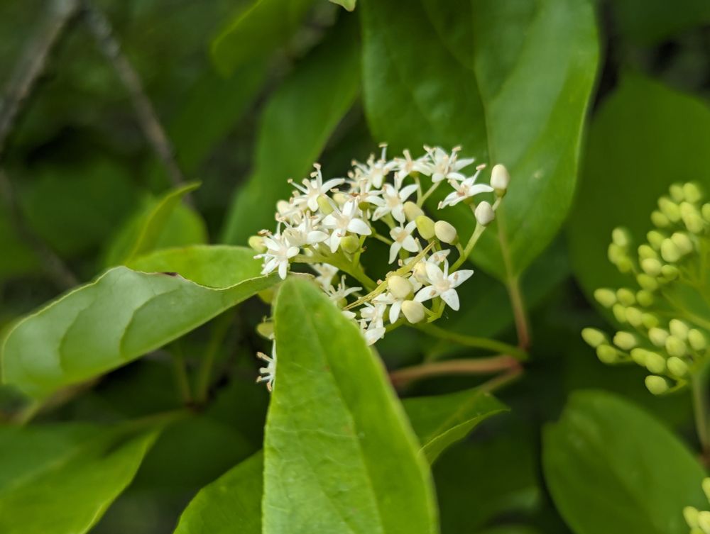 A domed cluster of small, white flowers nestled between smooth, elongated, green leaves.