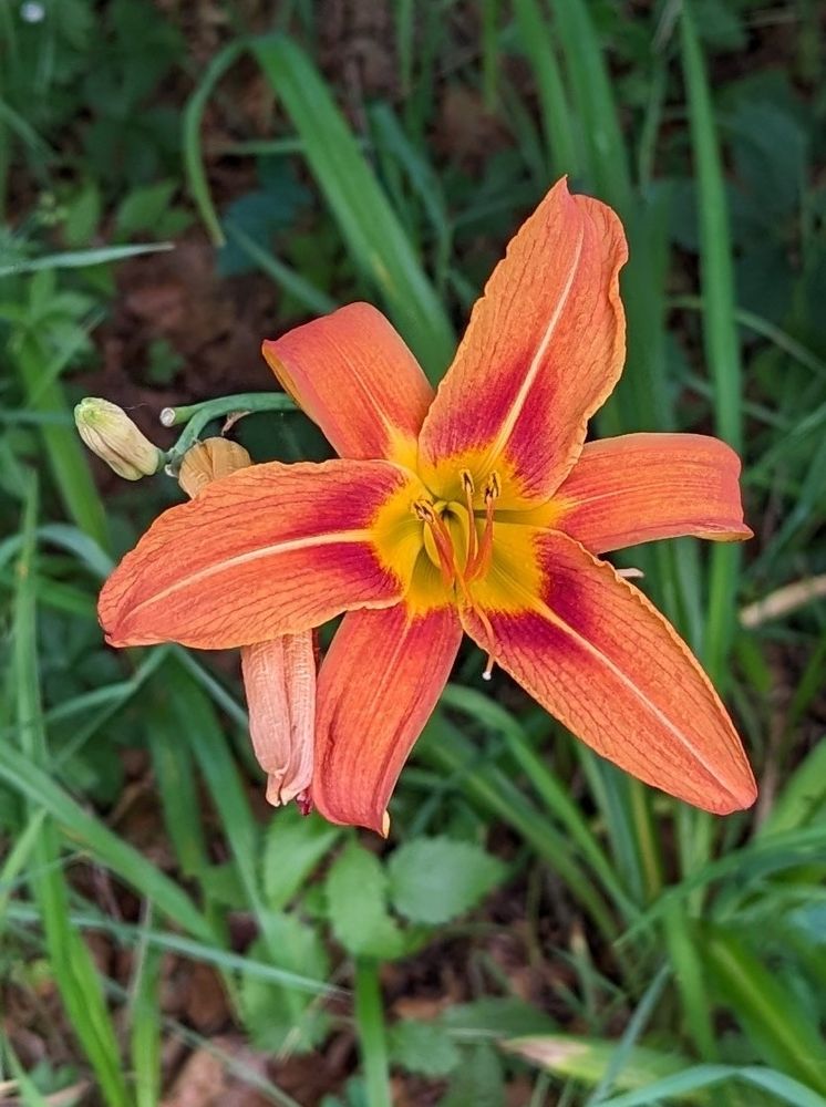 A large orange flower blossom with a circular yellow center shows off its stamen. It has 3 large petals with 3 slightly smaller petals interspersed below the larger ones. The petals are long and gracefully curved. There is one spent blossom and one yet-to-open blossom showing just behind.
