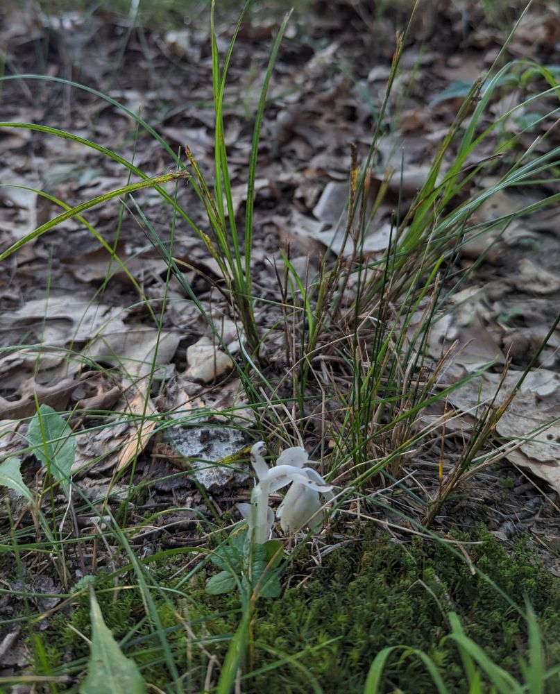 Tucked between green grass and green moss is a short, translucent, white stalk curving over into a bell shaped blossom, with "arms" sticking out behind at the curve-point. 