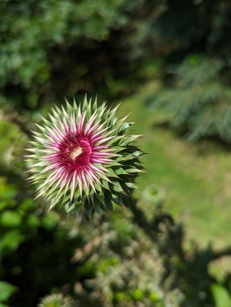 The immature thistle flower looks like the dangerous, spore shooting flower from Star Trek The Original Series.