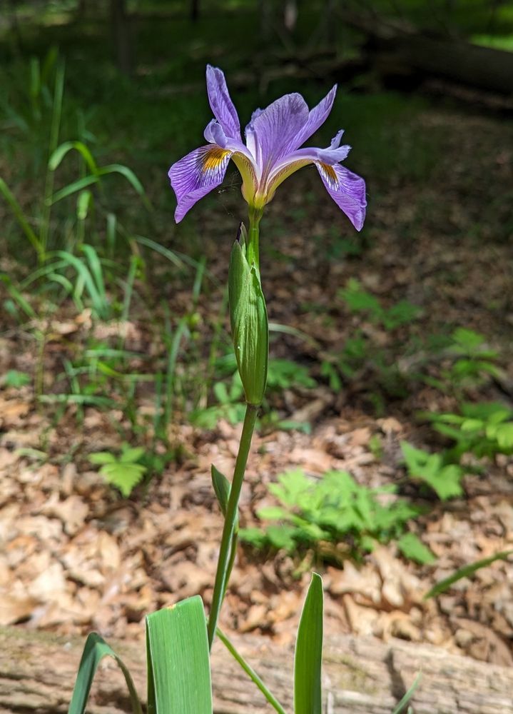 A purple flower atop a tall, slender, green stalk. There is a long, slender, second flower bud directly below the open bloom.