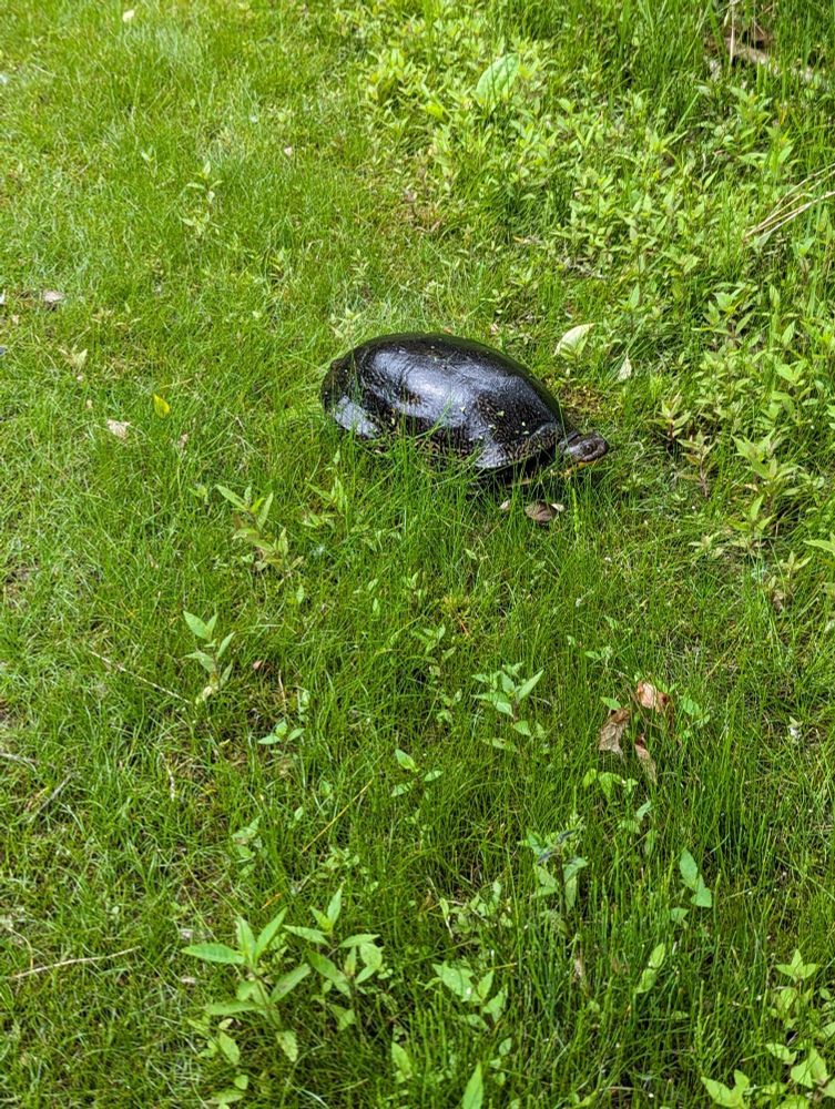 A largish turtle with a yellow chin and throat. It has a patterned shell with yellow speckles.