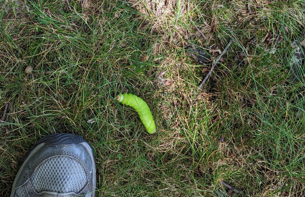 A LARGE, light green caterpillar with a brown "face" in the sun dappled grass. Photographer's gray hiking shoe for scale. The caterpillar is long and very plump!