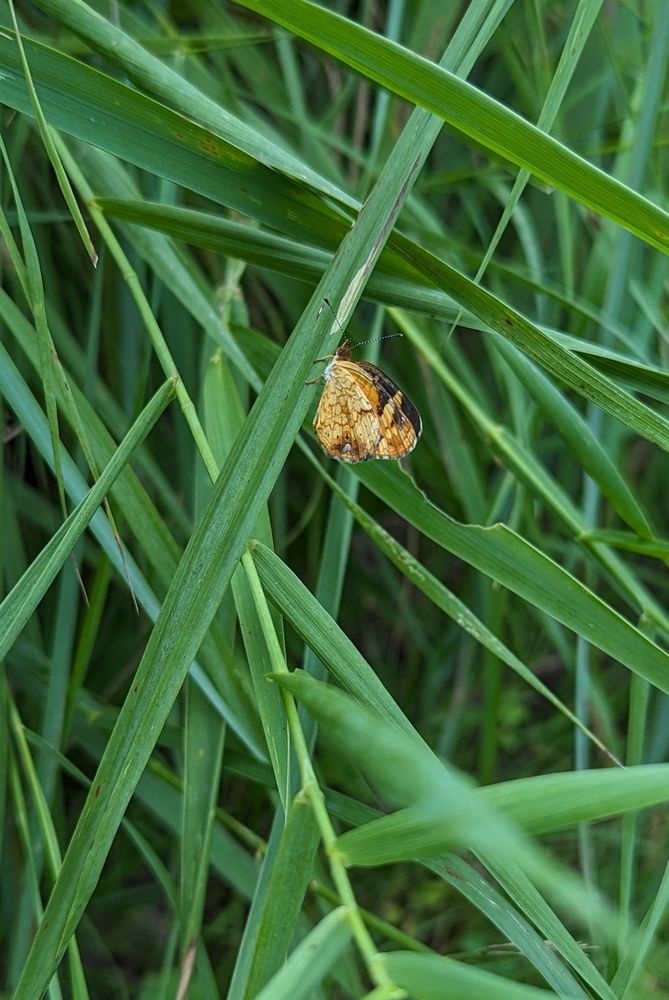 A small butterfly clinging to a blade of grass, wings closed. The butterfly is a light, golden orange color with black edges across the top of its wings and a white "eye" spot at the back near the bottom of its wing.