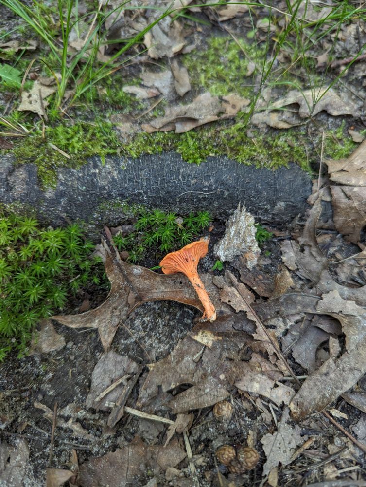 A small orange mushroom has been plucked and turned on its side for identification. The oak root it was growing against is in the background. The ground underneath is covered in moss and oak leaves.
