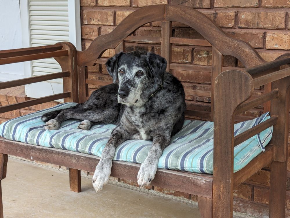 Black, gray and white Catahoula Leopard dog laying on a blue/gray/green striped cushion on an outdoor bench on the front porch.