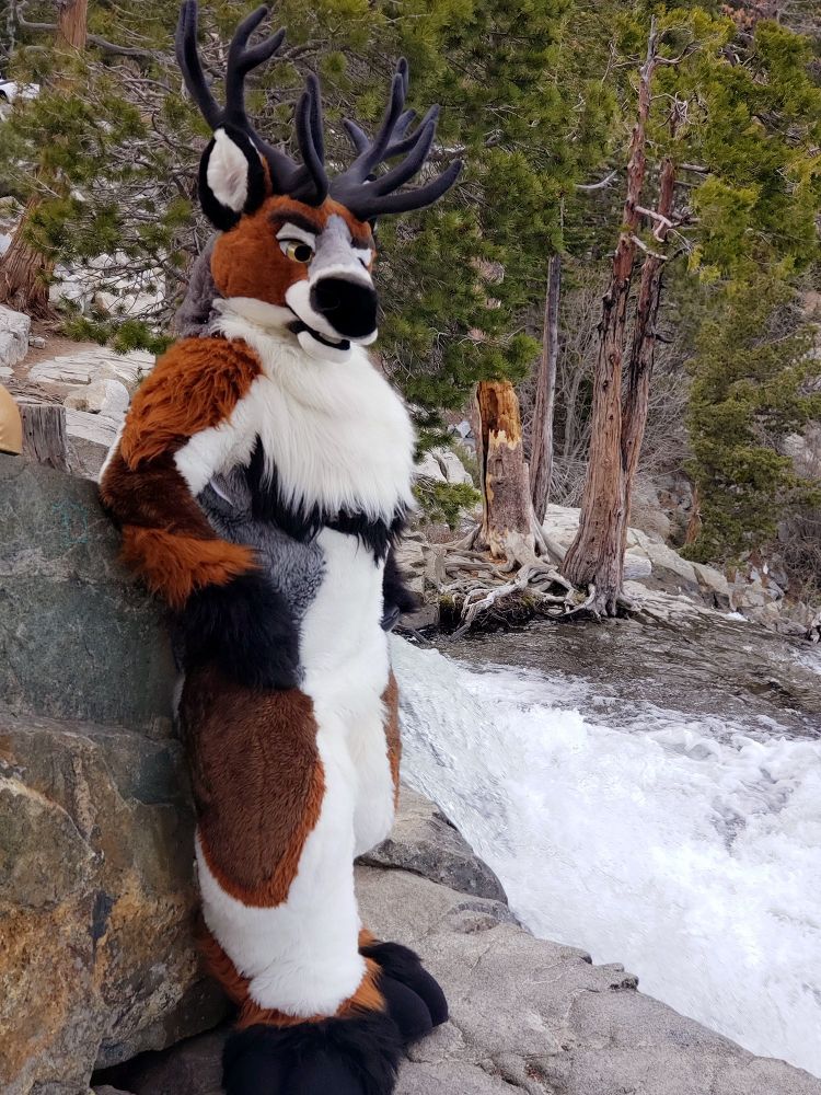A red deer stands in the woods near the top of a waterfall
