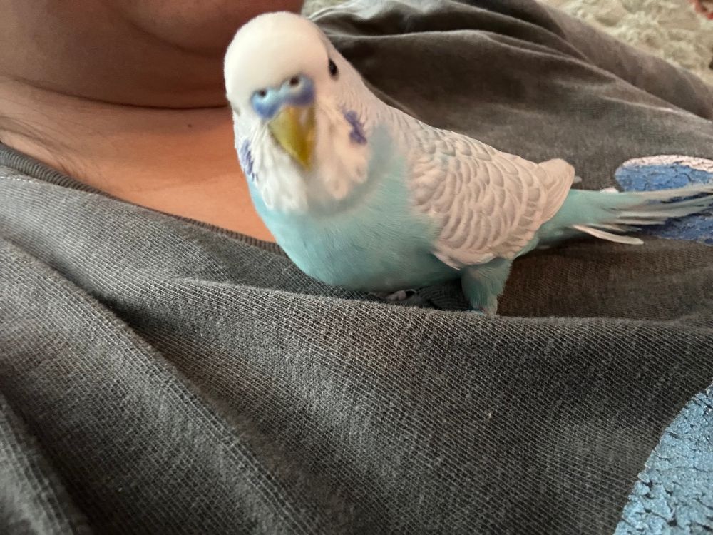 blue and white parakeet