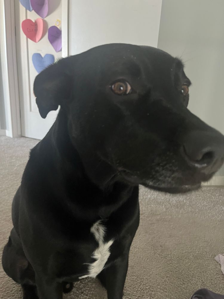 Black dog with glitter all over his head side eyeing mom trying to get a good picture 