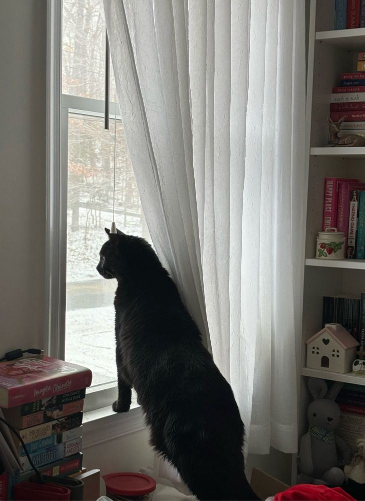 bink climbing up on my windowsill so he can look outside