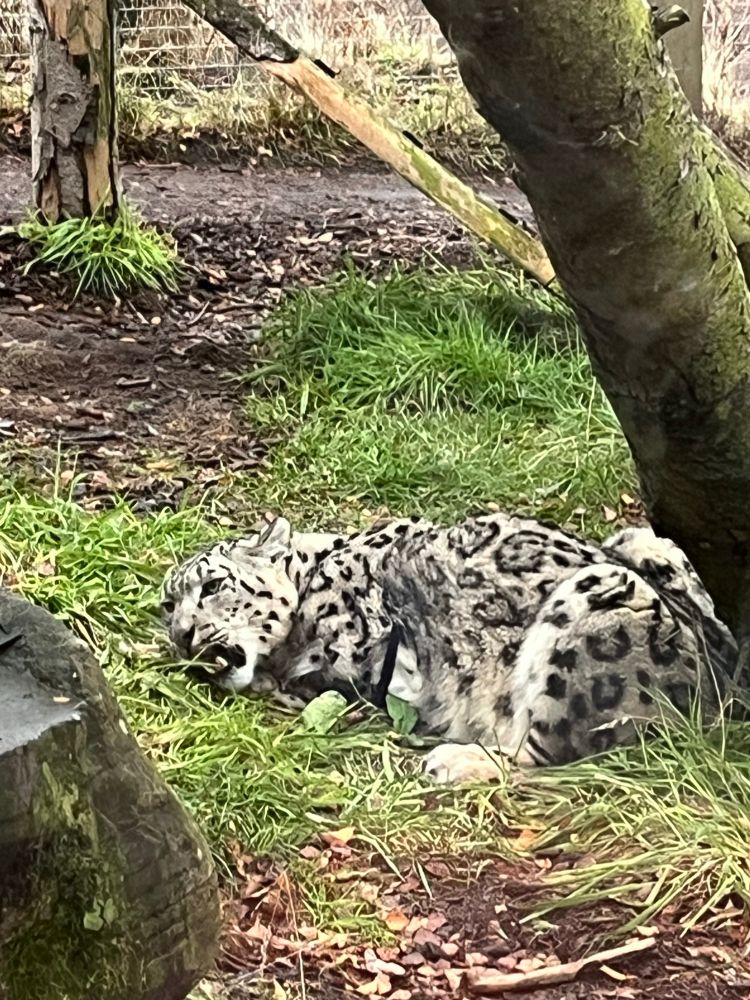 Snow leopard at Highland Wildlife Park: https://www.highlandwildlifepark.org.uk