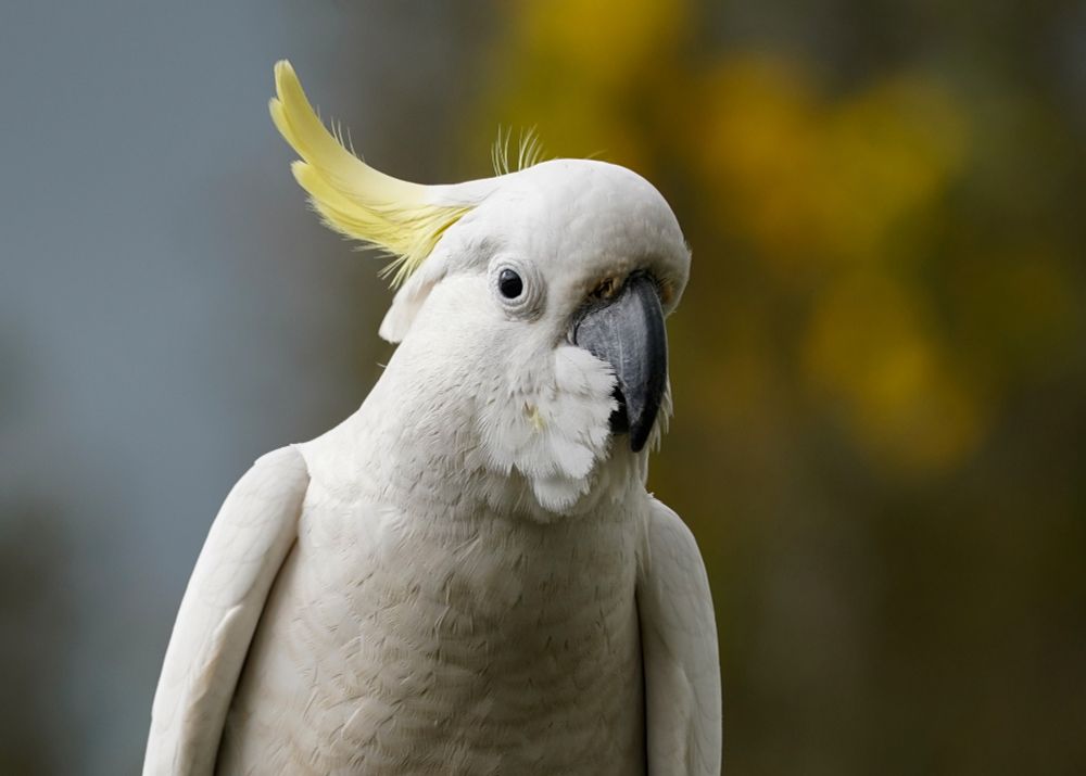 Sulphur-crested Cockatoo