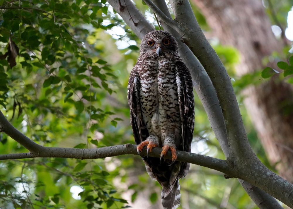 Powerful Owl roosting on a branch at dusk giving the viewer a cool stare.