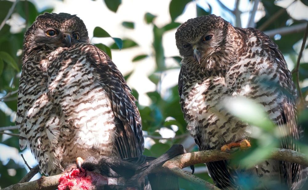 Powerful Owl pair sitting on a branch together.