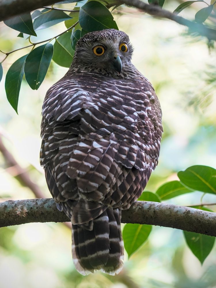 Female Powerful Owl sitting on a branch.