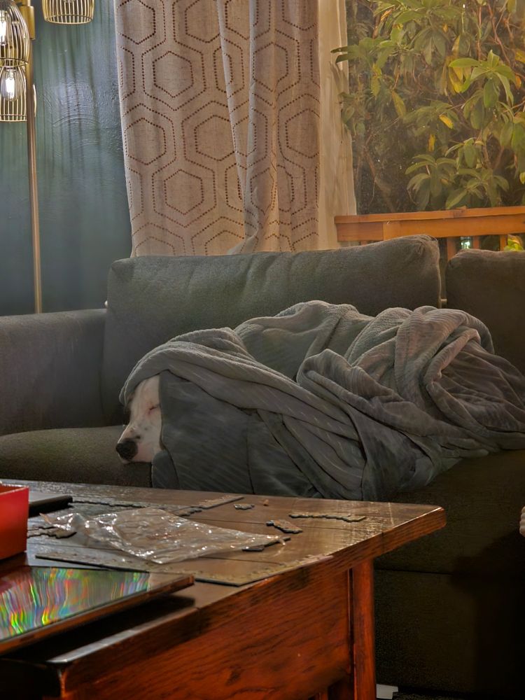 A dog being the most snuggliest being of all time