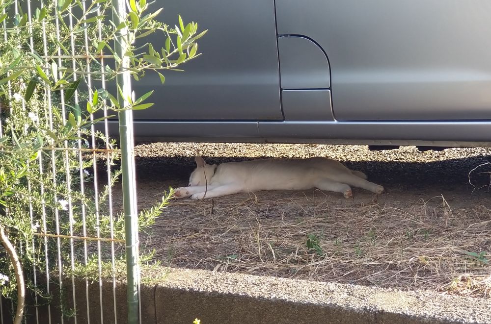 暑すぎて溶けてた。