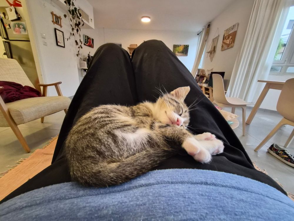 חתול קטן ישן על בטן, כפות רגליו הקטנות והלבנות מונחות בעדינות אחת על השניה