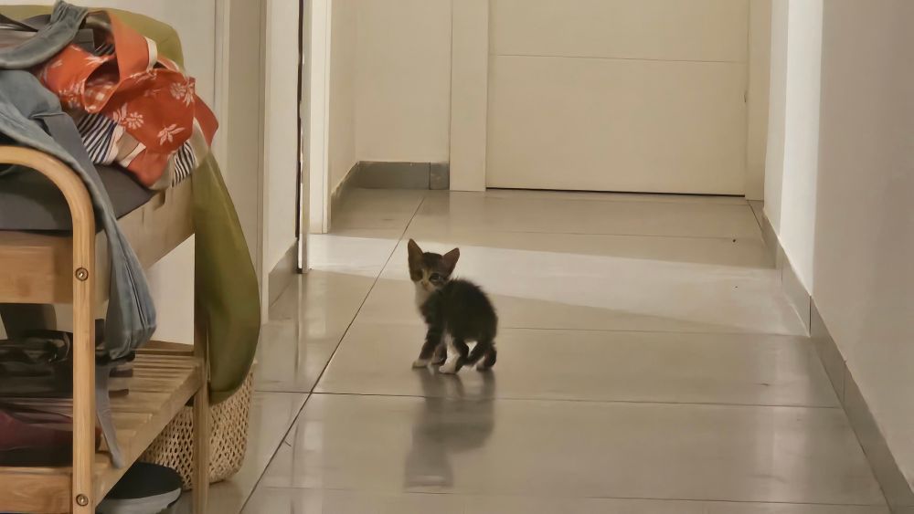 חתול קטן מאוד צועד במסדרון ביתי לכיוון דלת פתוחה שממנה בוקע אור ומסתכל לאחור