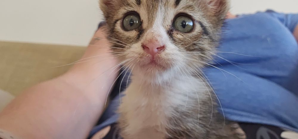 לולי מביט בי בעיניים גדולות מאוד