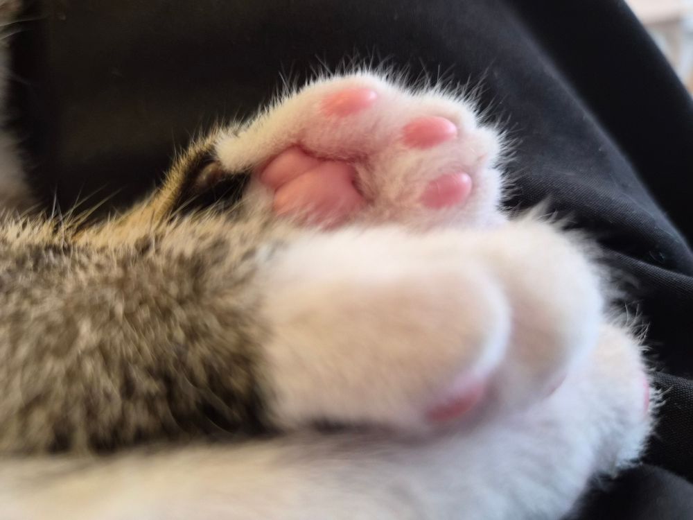 כפות רגליים לבנות של חתול קטן.
