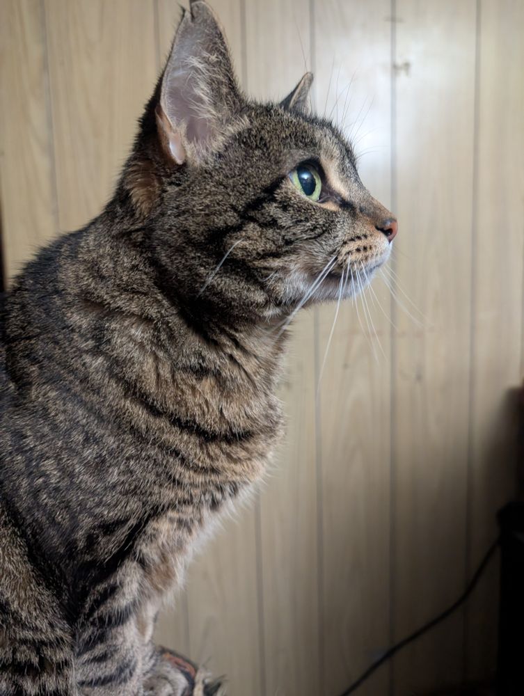 A tortoise shell cat in profile 