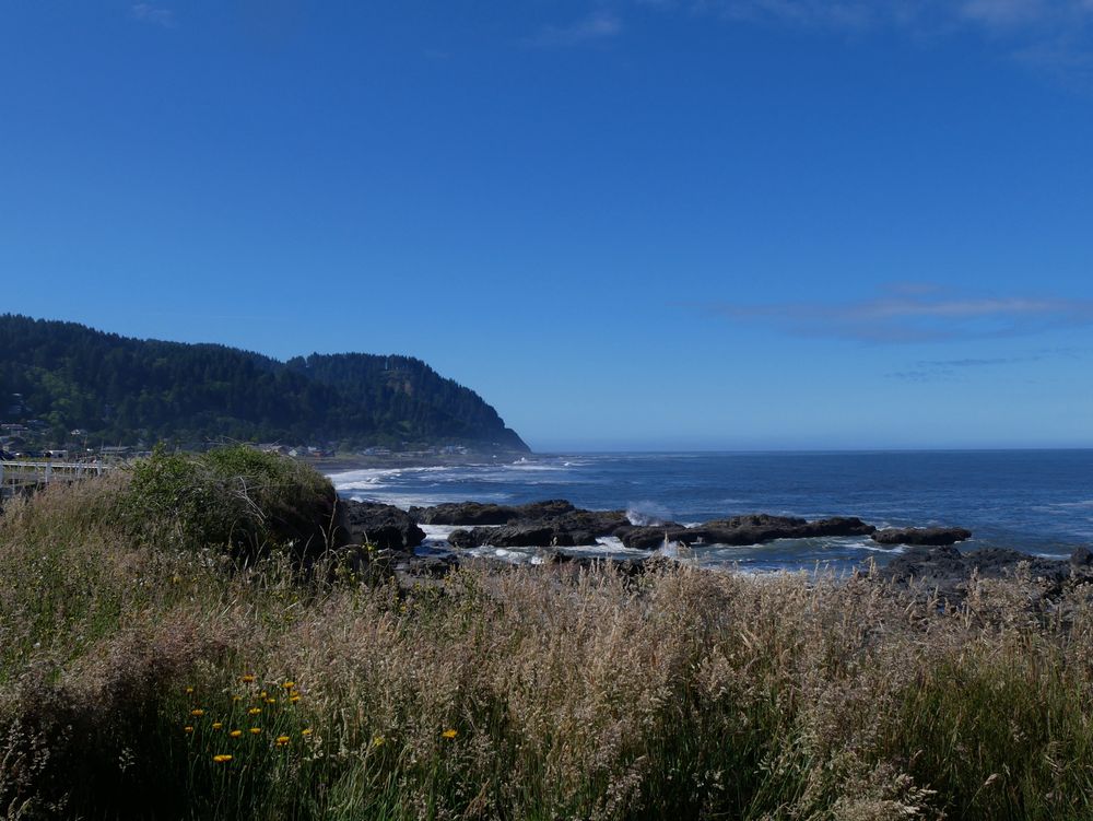 Photo graph of the Pacific Northwest coastline, facing south toward a small cove with a large, mountainous rock jutting outward. There are waves and rocks in the water, with native grassy plants in the foreground. The sky is mostly clear and bright blue, and the water and deep blue. There are some yellow followers too.