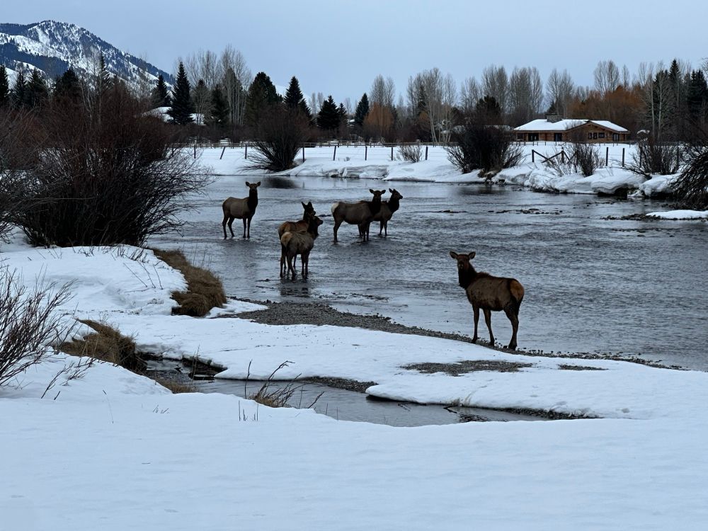 Elk in the creek. 