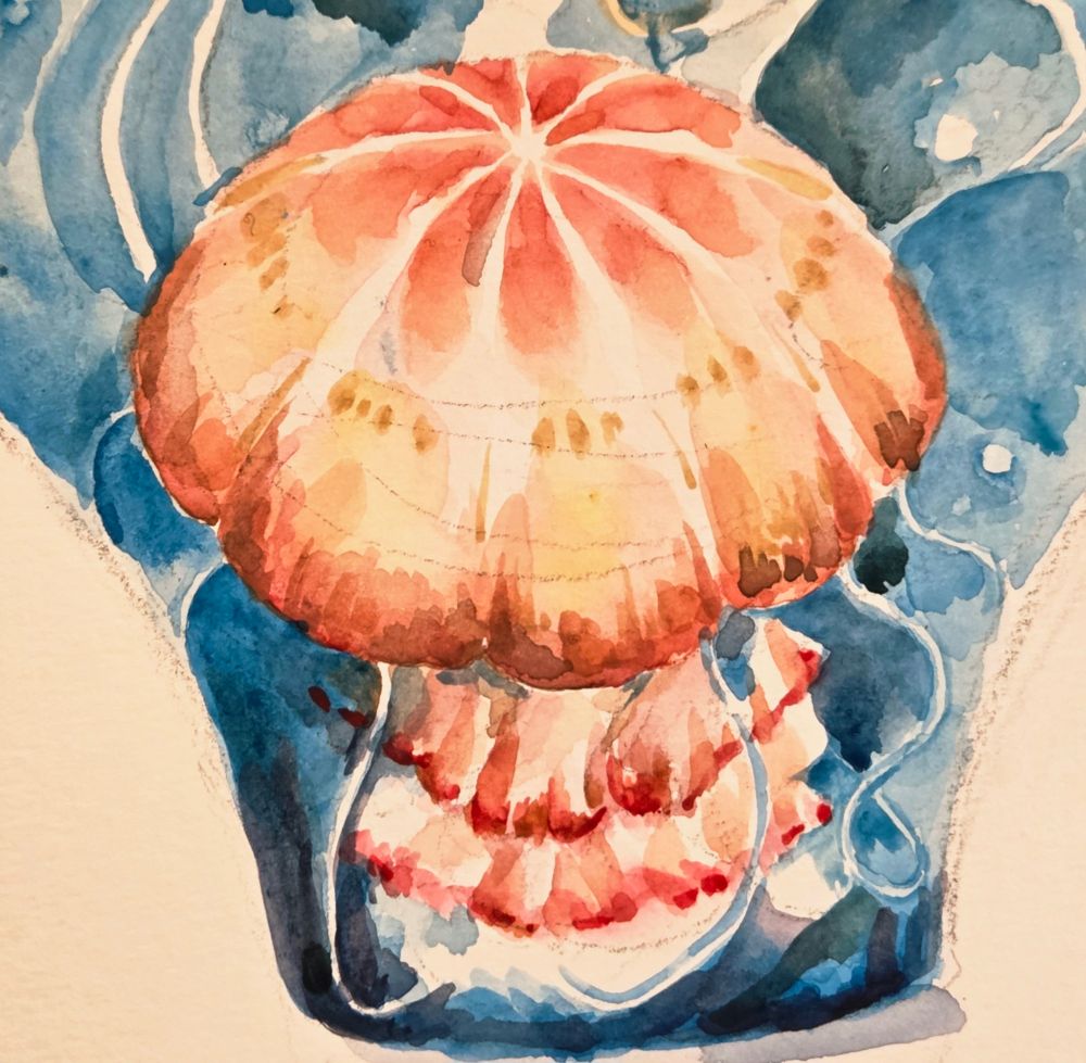 watercolor of a pink and orange jellyfish