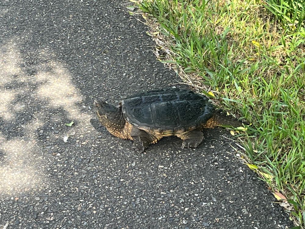 Picture of a snapping turtle entering a bike trail