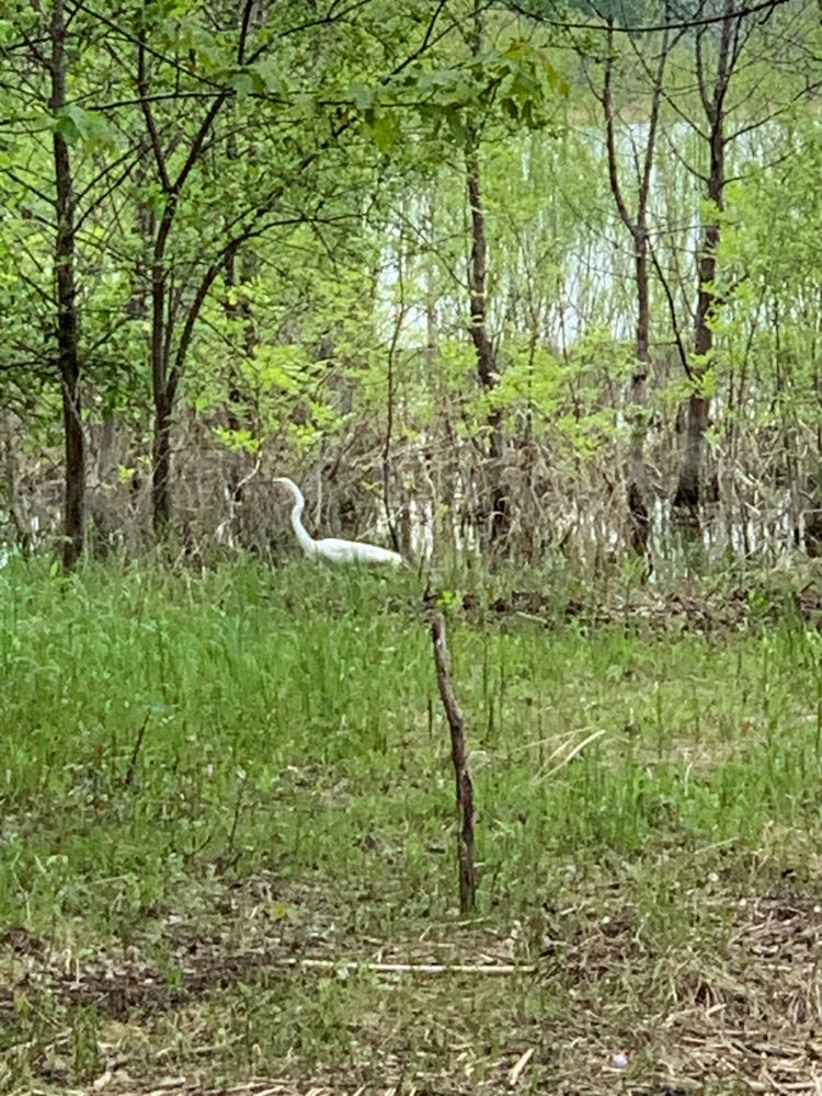 héron blanc dans un boisé le l’on du fleuve saint-Laurent