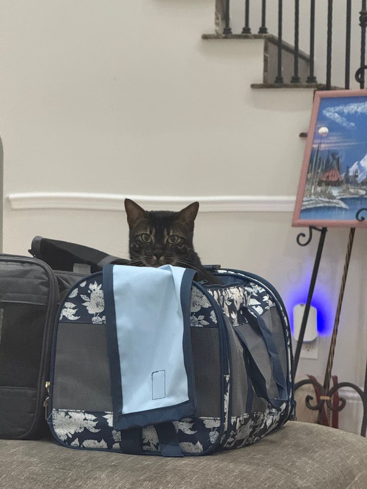 Milo wants to go back to the vets