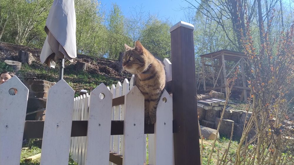Can looking curiously from a zop of a wooden fence.