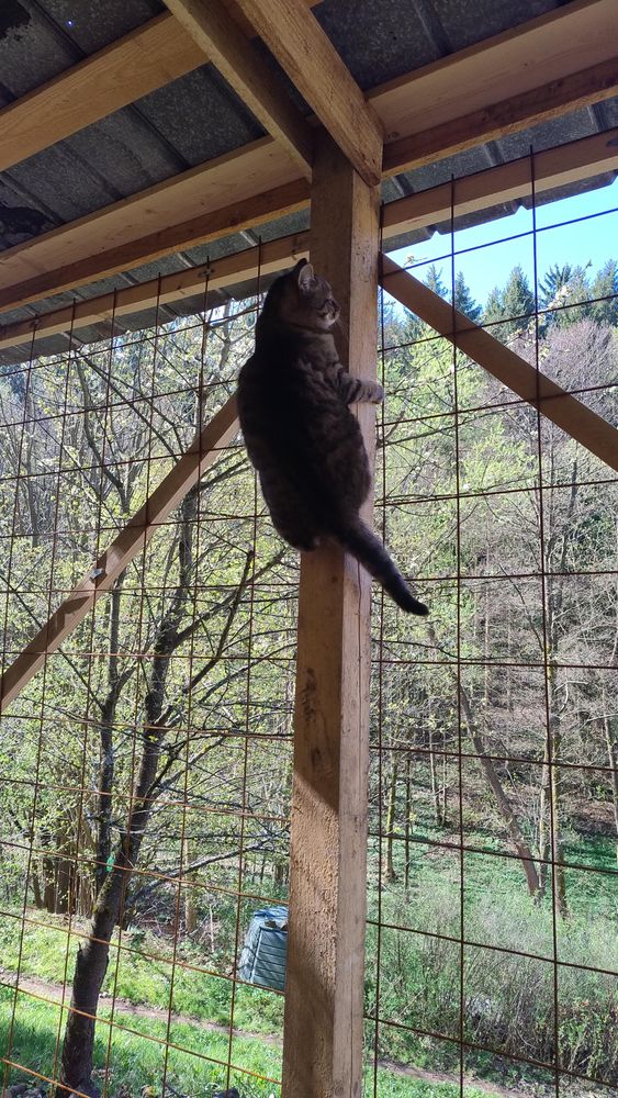 Cat overlooking a garden after gaining height by scaling a wooden pillar and hanging on its side.