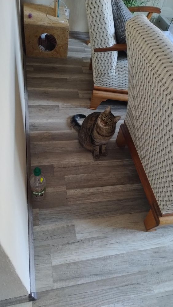 Cat sitting on the ground behind a sofa in a living room, looking at the photographer with a question in her eyes. She's probably asking when the food will be served.