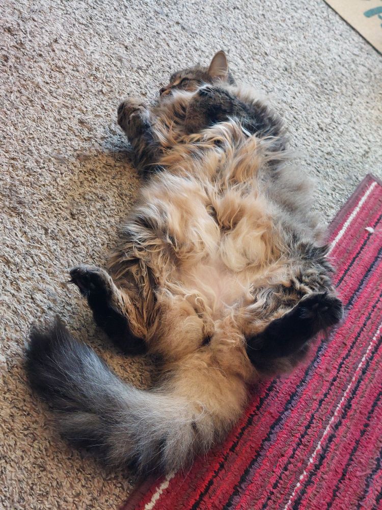 A brown and black tabby kitty exposing her fluffy, tan-furred belly. All four paws are in the air.
