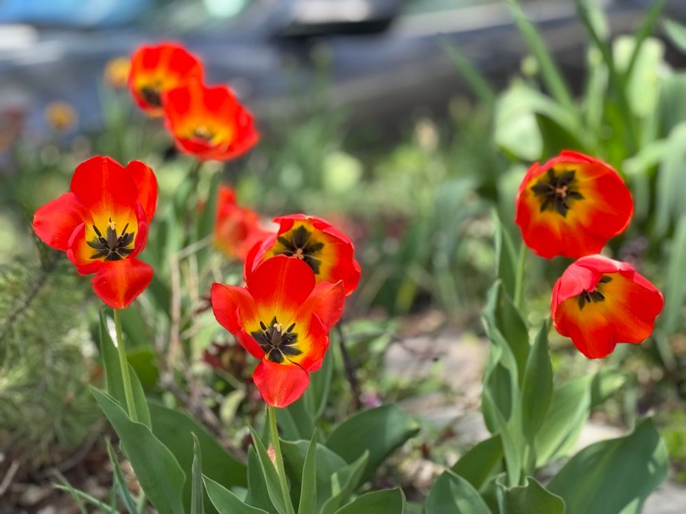 ‘Daydream’ tulips I posted on earlier have now aged to almost completely orangey red with a yellow and black eye. 