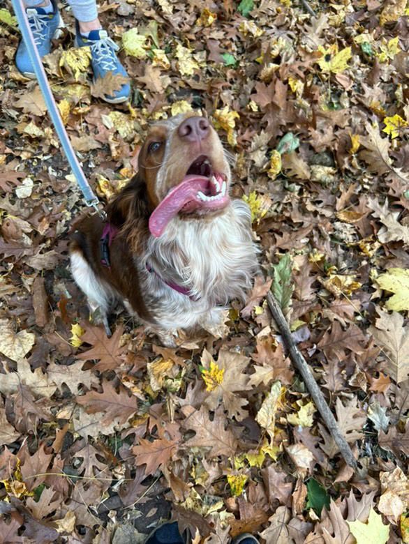 My niece Lenny (a springer spaniel), tongue out, looking up at the camera and moving her best life