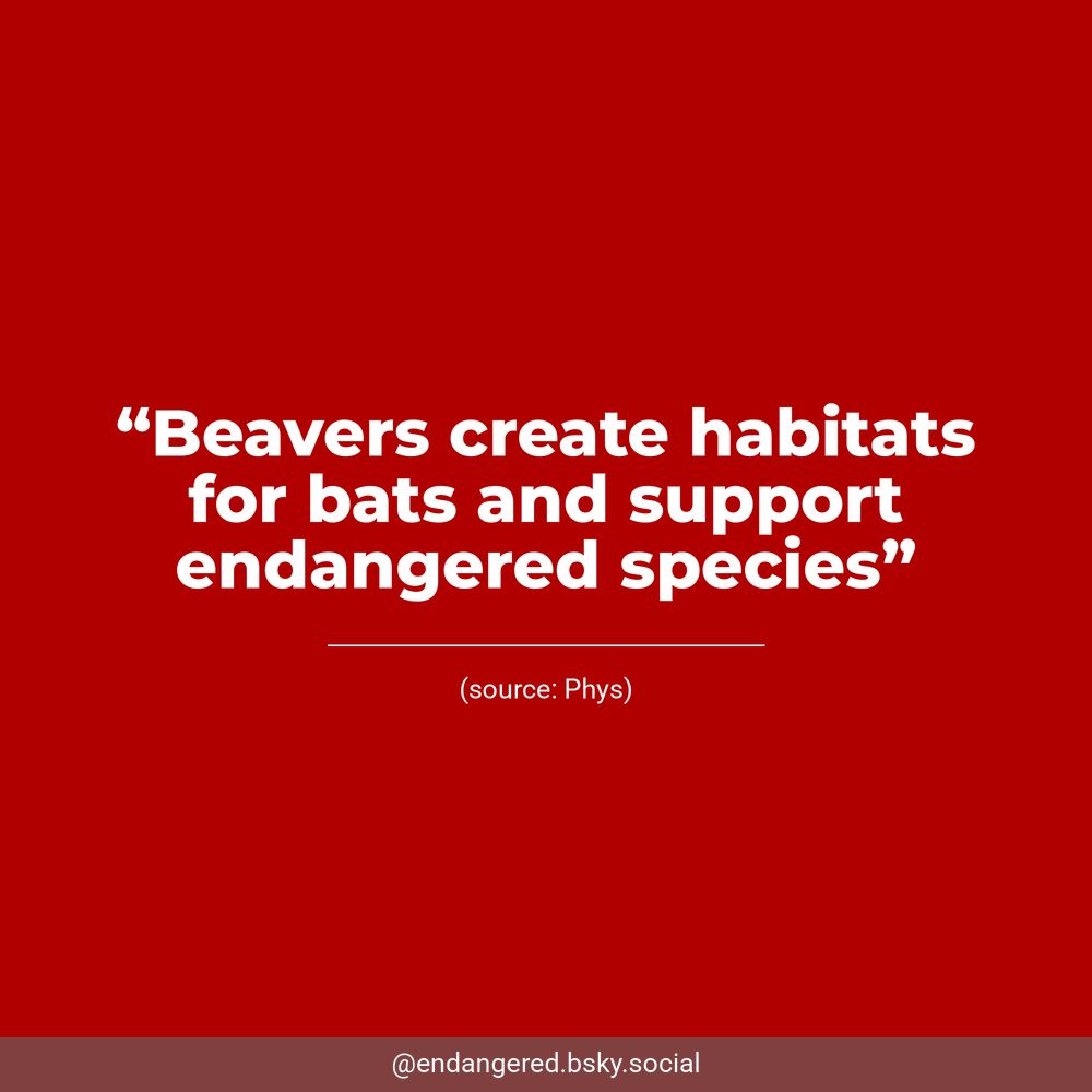 White text on a dark red background reads, “Beavers create habitats for bats and support endangered species”. Underneath, Phys is listed as the source.