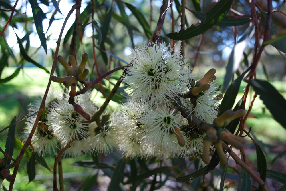 Eucalyptus annulata. Flowers and Buds (alt text from Wikimedia)